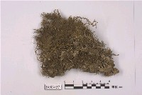 藏品(毛尖卷柏苔)的圖片